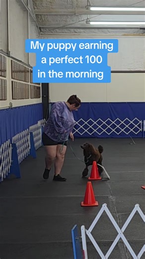 10-Month-Old Poodle: A Perfect Puppy Journey