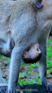 Those monkeys who are the smallest | Monkeys Daily