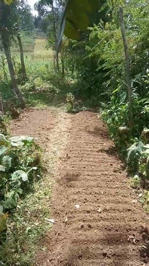 Rows are fully set on the seedbeds, ready for sowing | Sowing collards and kales #farming #food