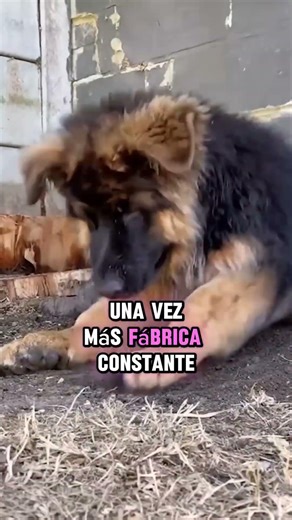 4 Razones para NO tener un PASTOR ALEMÁN 🚫🐺