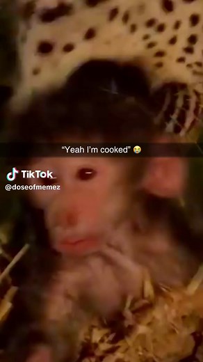 #MonkeySoftiktok Funny Monkey Videos - Hilarious Animal Memes