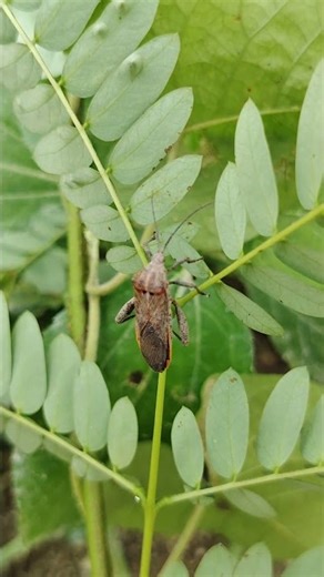 Tiny Leaf Bug in Extreme Macro | Nature You Never Notice #naturemacro #tinycreatures #insectworld