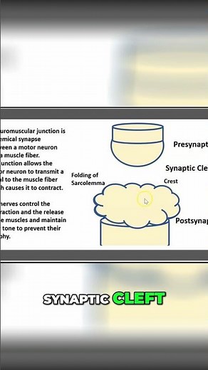 Synaptic Cleft Explained: Presynaptic & Postsynaptic Basics #shorts