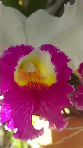 Este es el lugar donde cuido mis orquídeas...