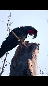 20M views · 293K reactions | #animals #nature #animal #wildlife #love #pets #cute #pet #photography #dog #naturephotography #dogs #wildlifephotography #animallovers #cats #cat #petsofinstagram #animalsofinstagram #instagram #dogsofinstagram #photooftheday #art #birds #animalphotography #instagood #catsofinstagram #petstagram #puppy #zoo #bird | Geeworld | Facebook