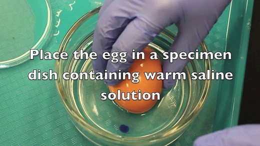 Chicken Embryo Dissection