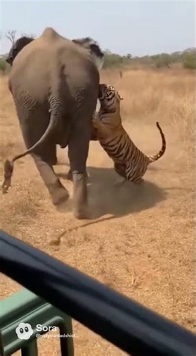 Tiger vs Elephant: The Attack You Won't Believe