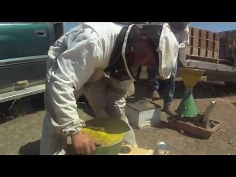 How we make and sale our package bees