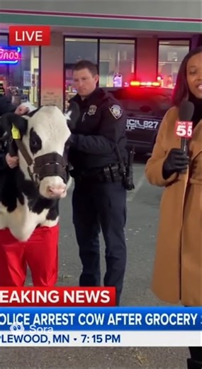 Police Arrest Cow After Grocery Store Robbery 😂🐮 | BooCops