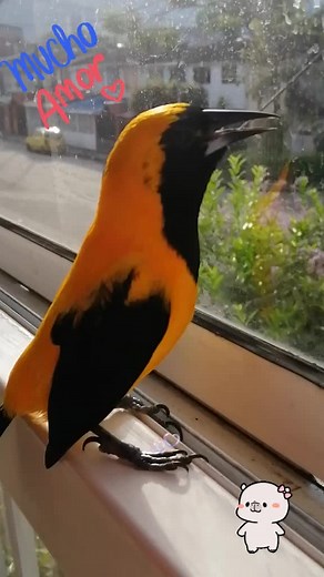 Vibrant Baltimore Oriole Singing on Rainy Windowsill
