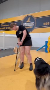 Walking Aids (Crutches): �In today’s exposure session, we are bringing a Walking cane in to the dogs environment. �Different sights of movement can see some dogs instinctively want to grab or chase. The reason for this session today is to build a desirable response to a common stimulus which your dog may encounter at home, or during their daily walk. �Today, we want to see a neutral response – that is, a dog who acknowledges the Walking Cane, but isn’t concerned or unsettled by it. Simply, we wa