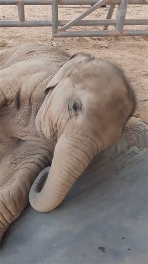 Cute Baby Elephant Junior Sleeping on a Soft Pillow! You Will Fall in Love - Thai Elephant Story