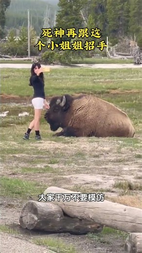 Bison: Bad-tempered and love to ram people #AnimalExplanation #Bison