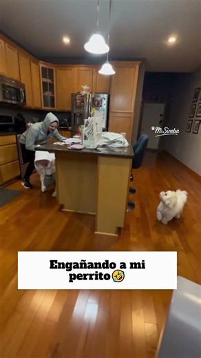 Lo quisimos engañar y mira la que pasó😆#dog #pets #trvieso #tierno