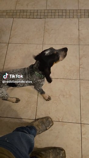 Exploring Bluetick Coonhounds: A Guide for Dog Lovers