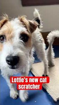 Lottie is a strange little creature, but she loves this thing #jackrussellterrier #cutedog #dogs