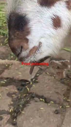 food poising in goats #1millionviews #viralvideo