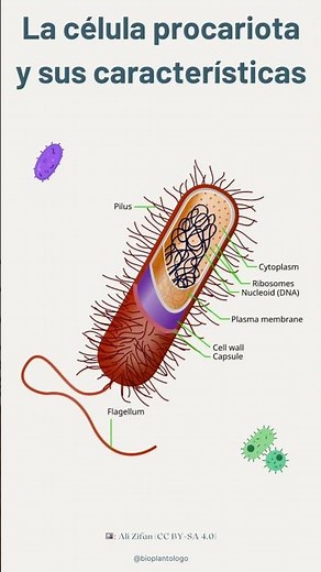 La célula procariota y sus características 🔬🦠