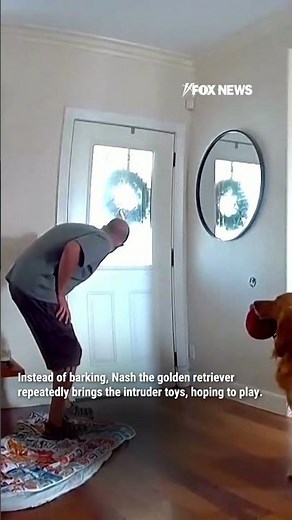 Drone tracks home intruder after friendly dog greets him with toys #shorts