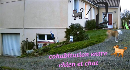 La cohabitation entre chat et chien n'est pas toujours évidente, chacun trouve sa place. #chien #chat #chienetchat