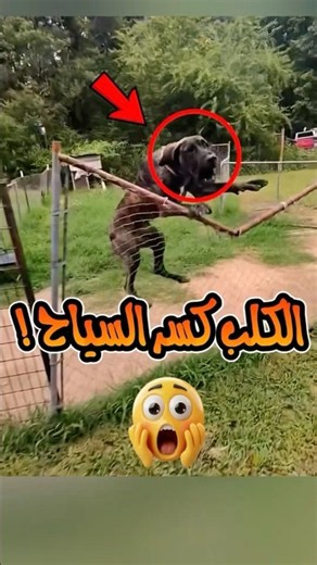 الكلب كسر السياج ….