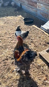 Check out my blue partridge Brahmas. I’m so in love Part 1 | Texas Chicken Ranch of De Leon
