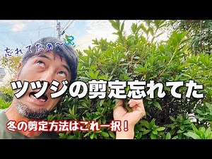 【冬のツツジ類剪定】来年花を咲かせる方法はこれだけ！