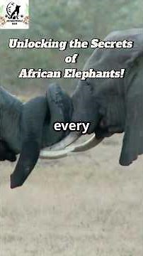 Unlocking the Secrets of African Elephants!🐘🐘🐘#AfricanElephant #ElephantFacts #WildlifeSecrets