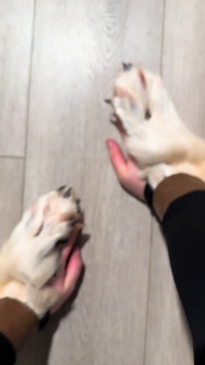 Wolf paws pov (will be making better videos with them) but the second I put them on I got so shifty and had to run around 🐾 #therian #therianthropy #alterhuman #alterhumancommunity #otherkin #theriantiktok #theriancommunity