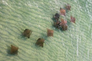 Ray Fillets Won't Save The Bay: Scientists Exonerate Cownose Rays After Nine Years