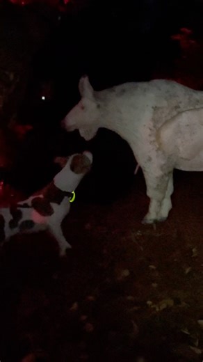 Field Target Night Shoot & Ruger thought he had a new friend.