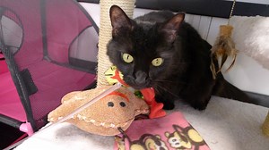 3.3K views · 166 reactions | CICI is really somethings special. She...