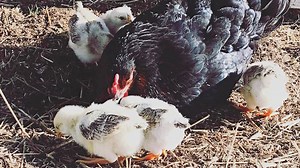 When Do You Separate a Mama Hen from her Chicks?