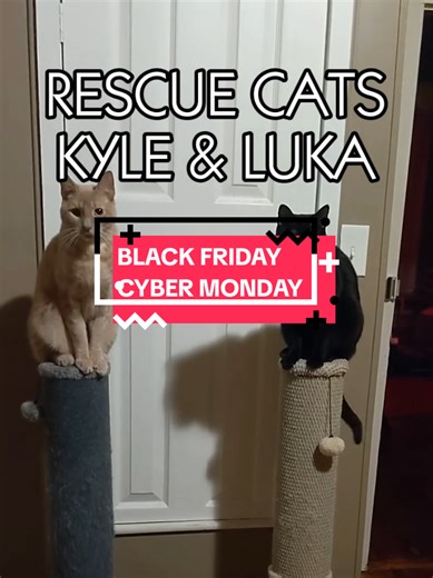 Top Scratching Posts for Rescue Cats