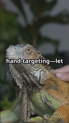 Train Your Lizard to Climb on Command!