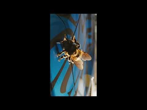 Amazing Honey Bee Close-Up 🐝 | Macro Nature Shot | Satisfying Insect Video #shorts