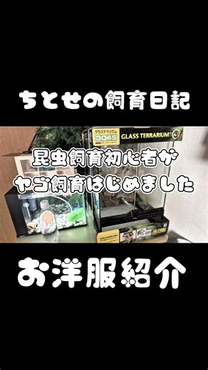 生き物系YouTuberになってみた❗️その59❗️ 昆虫初心者がヤゴ飼育に挑戦します👍 https://youtu.be/U_tjFJpkS1o?si=GNcaSjNC7lJhCKCd #youtube より 予定よりだいぶ遅れての投稿となりまして申し訳ございません🙇‍♀️ 今後はこのようなことがないように努めて参ります🙏 意識飛びながら頑張って作った動画ですので是非最後までご覧頂けましたら嬉しいです😊 #youtubevideo #ペット #むし #ムシ #昆虫 #ヤゴ #ギンヤンマ #シオカラトンボ #昆虫飼育 #昆虫飼育初心者 #axesfemmekawaii #axesふぁみむ #あめちゃんず#ちとせの飼育日記生き物系youtuber