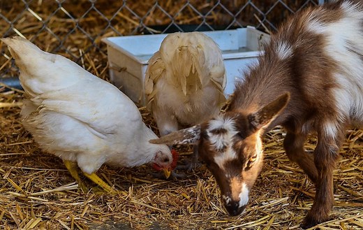 Compatible Livestock: Which Animals Go Together?