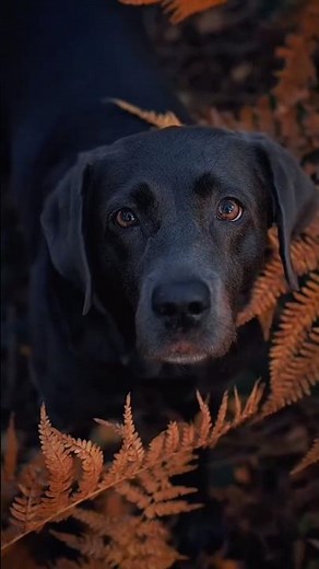 Beautiful Dogs in Stunning 4K Ultra HD | Amazing Canine Moments in Nature