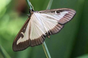 Cydalima perspectalis - Alchetron, The Free Social Encyclopedia