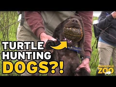 Ornate Box Turtle Field Research