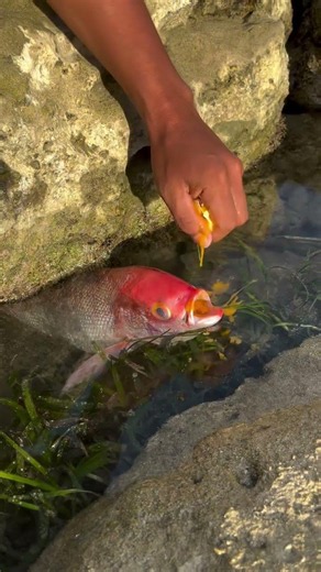 Amazing Red Fish Caught in Rocky Tide Pool! #Shorts