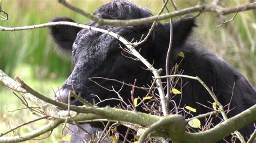 Livestock, Cattle, Cow. Free Stock Video