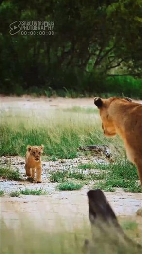 Little Lion Cub Calls Its Mother and Hugs Her (Lioness of the Hamiltons Pride)