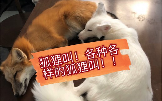 【狐狸叫声特辑】全b站最完整记录，从狐狸一个月大到成年的各类叫声，全程核能，请调小音量！！！【赤狐】【宠物狐狸】【白化赤狐】【狐狸叫】