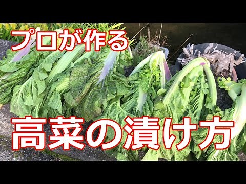 【高菜漬け】【漬物】プロが作る高菜の漬け方