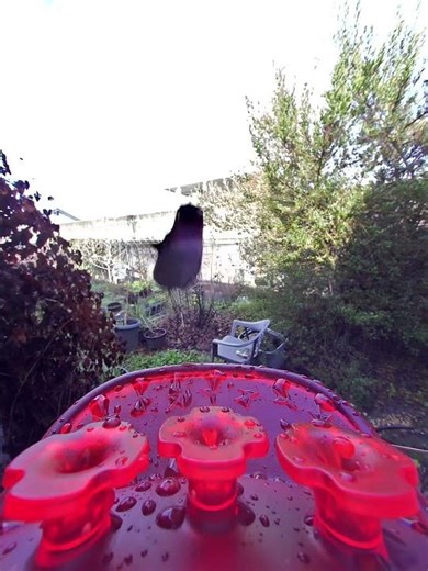 Hummingbirds at the Feeder — A Busy Day of Nonstop Action