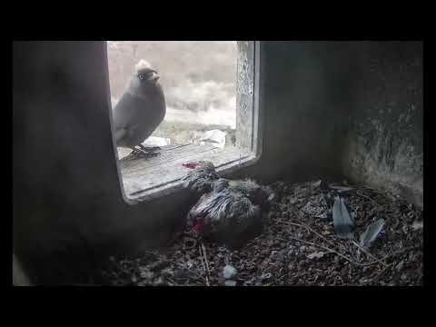 Jasdaws Attack Pigeon Nest and East Chick