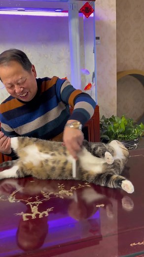 Comb hair#tk #fyp #foryou #cat