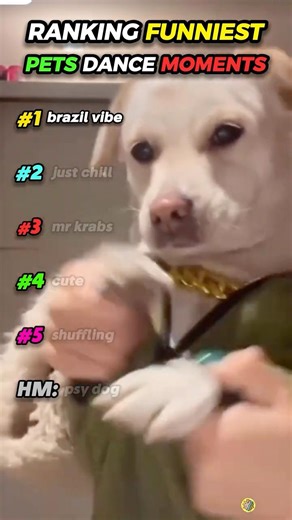 FUNNY DANCING PETS 😂 | HILARIOUS ANIMAL MOMENTS #ranking